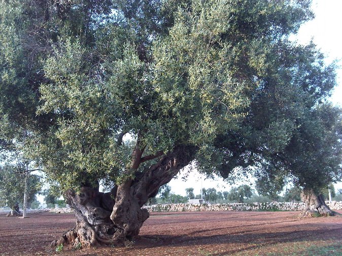 Olive Tree Puglia