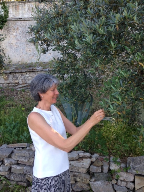 Author Lynn Rodolico examines an olive tree at Villa Arrigo. Photo by Trisha Thomas