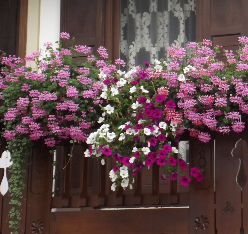 Flowers in a window box in San Martino di Castrozza. Photo by Chiara Piga, August 2013