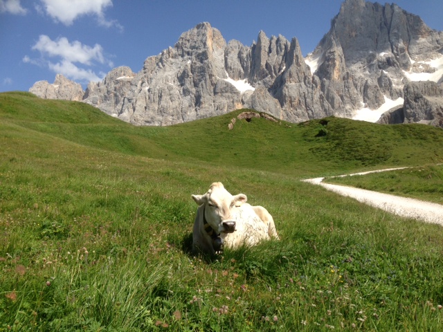 A cow chewing her cud and enjoying a sunny day near the Baita Segantini in the Italian Alps. Photo by Trisha Thomas, August, 2013