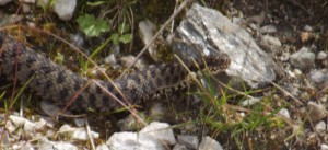 My husband shot this even better photo of a viper on another trail. August 2013. Photo by Gustavo Piga