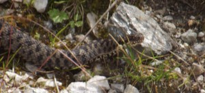 My husband shot this even better photo of a viper on another trail.  August 2013. Photo by Gustavo Piga