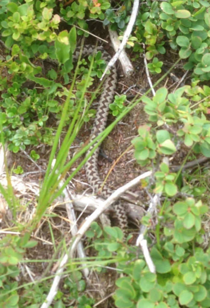 A viper slithers away between the shrubs in the Italian Alps. August 2013. Photo by Trisha Thomas