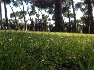 Daisies and Roman Pines in Villa Glori, Rome. March 30, 2014. Photo by Chiara Piga