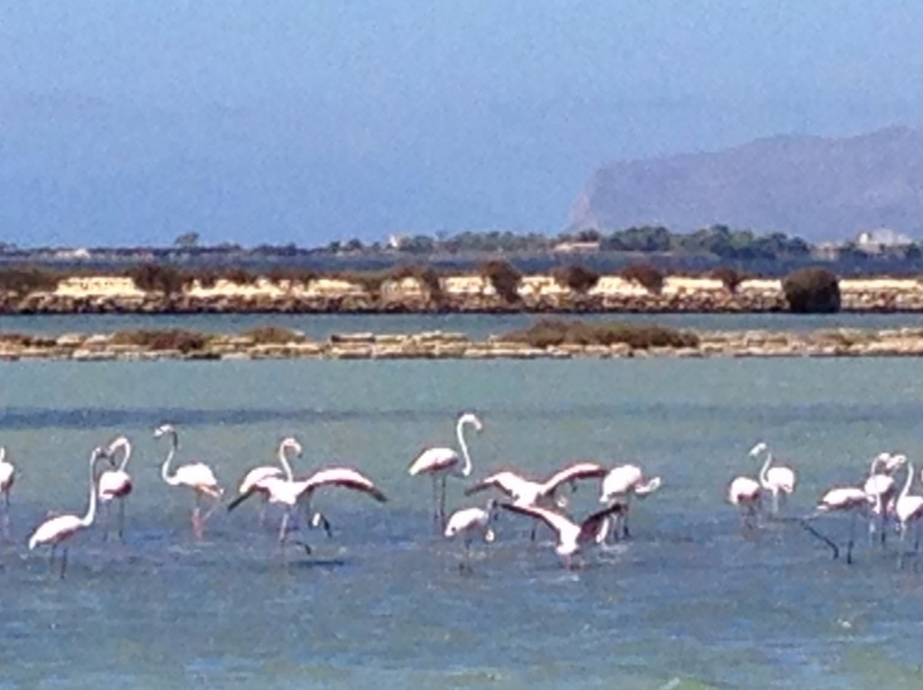 Flamingos along the Salt Road between Marsala and Trapani. Photo by Trisha Thomas, August 29, 2014