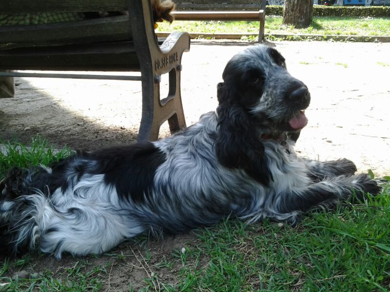Settimo resting near the bench in our park in Rome. Photo by Chiara Piga