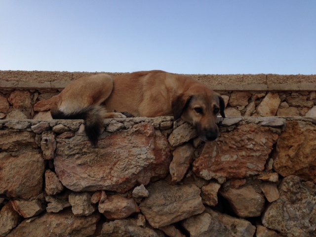 A stray dog snoozes in the port of Lampedusa. Photo by Trisha Thomas, November 12, 2014