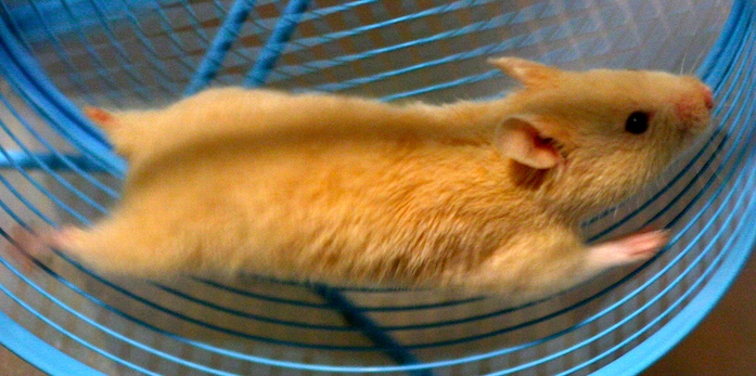 HAMSTER WHEEL