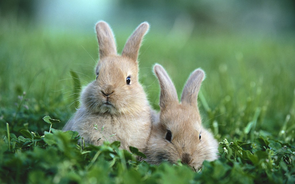 Some perplexed bunnies after hearing the Pope's comments on their mating habits