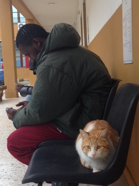 A migrant sits near a cat and plays with his cell phone as he passes the time at the "Umberto I" holding center in Siracusa, Sicily. Photo by Trisha Thomas March 24, 2015