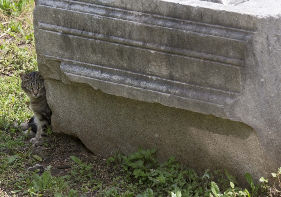 A four-pawed witness to history. A cat rests in the shade of an ancient marble piece of a Roman Temple at the Largo di Torre Argentina in Rome. Photo by AP Photographer Alessandra Tarantino for Mozzarella Mamma. Rome, May 19, 2016