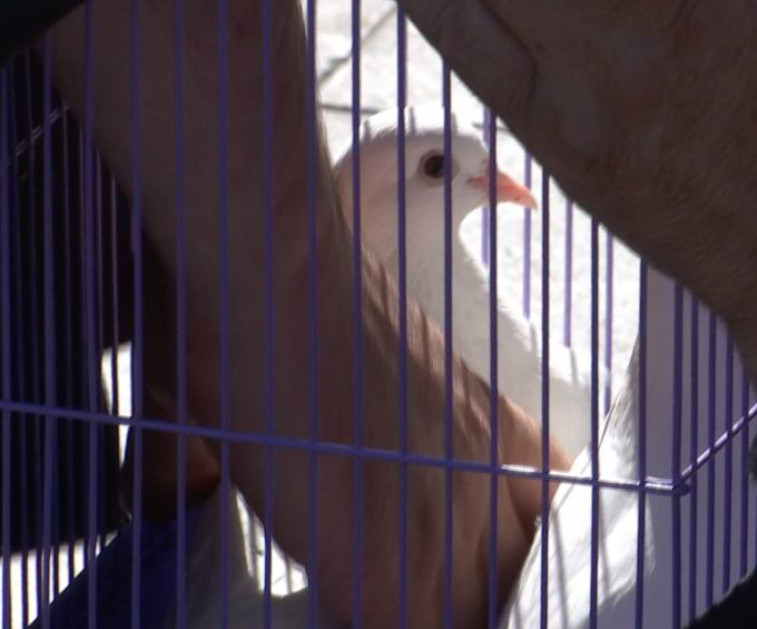 A dove in the cage contemplating his future role as peace ambassdor as he is readied to be launched by Pope Francis towards the Turkish border from Khor Virap monastery. June 26, 2016. Freeze frame of video shot by AP Television Cameraman Pietro De Cristofaro