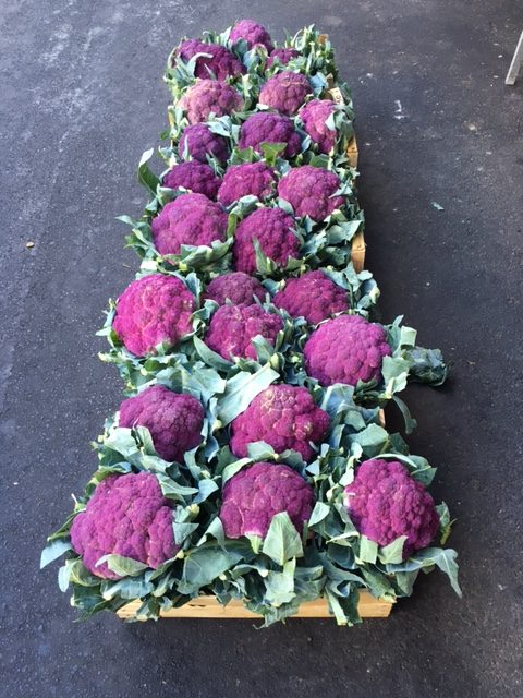 A symmetrical line-up of purple cauliflower on the street in Catania, Sicily. Photo by Trisha Thomas. November 12, 2016